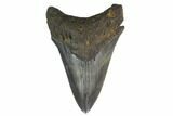 Fossil Megalodon Tooth - South Carolina #130781-1